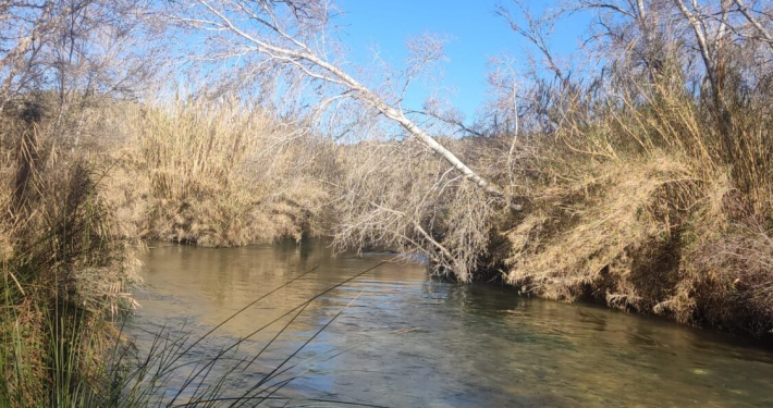 ANSE y CHS colaborarán conjuntamente en la restauración de ecosistemas fluviales en la cuenca del Segura