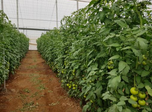 Ministerio de Agricultura y Agroseguro eliminan cobertura viral de cultivos bajo plástico para nuevos agricultores y jóvenes