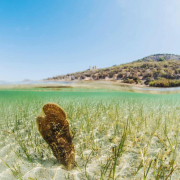Nacra X -Ray (Pinna nobilis) en Maroror