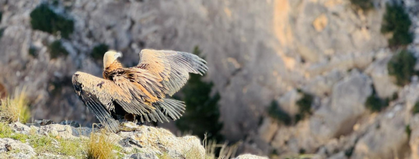 Liberan tres crías de buitre leonado en el embalse de Valdeinfierno de Lorca