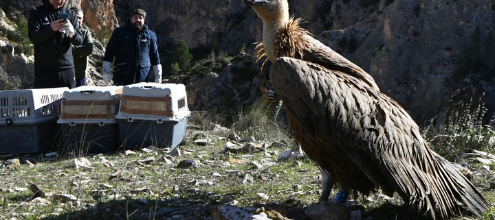 El presidente de la Comunidad, Fernando López Miras, libera tres ejemplares de buitre leonado