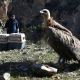 El presidente de la Comunidad, Fernando López Miras, libera tres ejemplares de buitre leonado