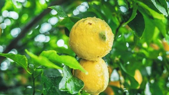 ASAJA MURCIA EVALUA LOS EFECTOS DE LA TORMENTA EMILIA: LLUVIA CLAVE PARA SALIR DE LA SEQUÍA, CON DAÑOS ESPECÍFICOS POR EXCESO DE AGUA Y GRANIZO.