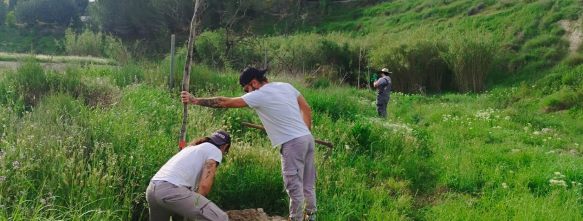 Medio Ambiente Molina Proyecto 'ANILLO VERDE' Fase final trabajos plantación Foto3