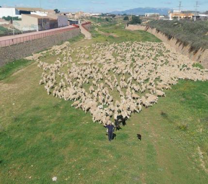 ASAJA MURCIA ALERTA SOBRE LA GRAVE SITUACIÓN DEL SECTOR OVINO EN LA COMUNIDAD Y EXIGE MEDIDAS URGENTES