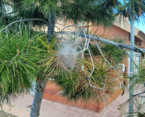 Labores de seguimiento y control contra las procesionarias del pino en el Parque...