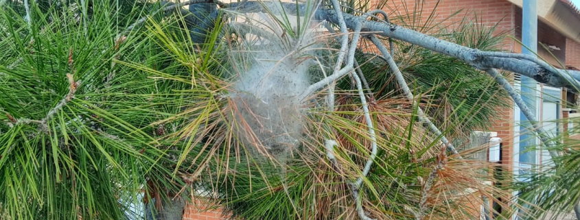 Labores de seguimiento y control contra las procesionarias del pino en el Parque...