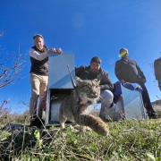 El presidente de la Comunidad, Fernando López Miras, ha liberado hoy dos ejemplares de lince ibérico en la sierra de Lorca