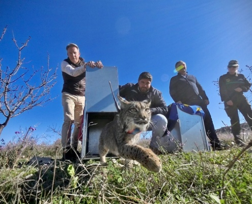El presidente de la Comunidad, Fernando López Miras, ha liberado hoy dos ejemplares de lince ibérico en la sierra de Lorca