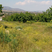 47852279-a061-3643-fbe7-61a7eb4e9e57.jpeg Constituyen un laboratorio “vivo” para comprobar los beneficios de los polinizadores en campos de almendros