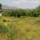 Constituyen un laboratorio “vivo” para comprobar los beneficios de los polinizadores en campos de almendros