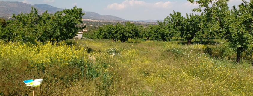 Constituyen un laboratorio “vivo” para comprobar los beneficios de los polinizadores en campos de almendros