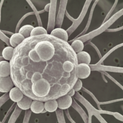 Investigadores de la UMU descifran el código genético que permite a los hongos adaptarse para infectar a los humanos