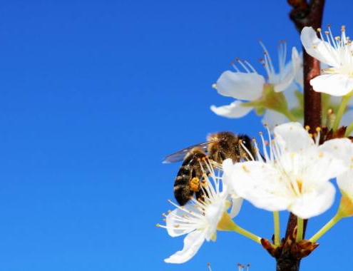 RECOMENDACIONES PARA TRATAMIENTOS FITOSANITARIOS DURANTE LA FLORACIÓN DE FRUTALES Y CÍTRICOS Y EVITAR DAÑOS A LAS ABEJAS.