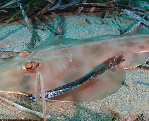 La UMU participa en la alianza científica y social para mejorar el conocimiento de los tiburones y rayas amenazados en la Región de Murcia