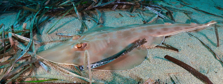 La UMU participa en la alianza científica y social para mejorar el conocimiento de los tiburones y rayas amenazados en la Región de Murcia