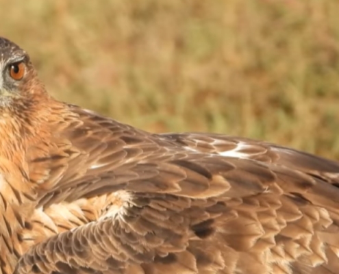 El GTC Audiovisuel Diffusion Écologique destaca la biodiversidad del puerto de Cartagena con un documental