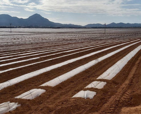Alertan sobre posible contaminación por metales pesados ​​en productos agrícolas en Cartagena