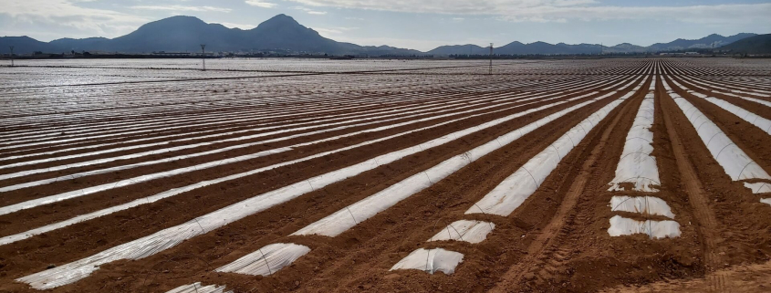 Alertan sobre posible contaminación por metales pesados ​​en productos agrícolas en Cartagena