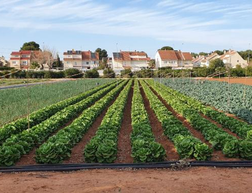 La revisión del PGOU de Murcia redefine las condiciones de la actividad agrícola y ganadera en el municipio.