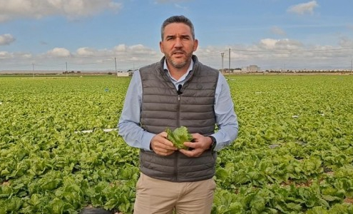 pulgón, senado, Luengo, agricultura, campo, plaga