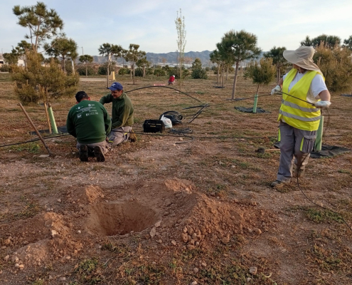 Continúan trabajos de plantación de árboles en diferentes zonas de la ciudad