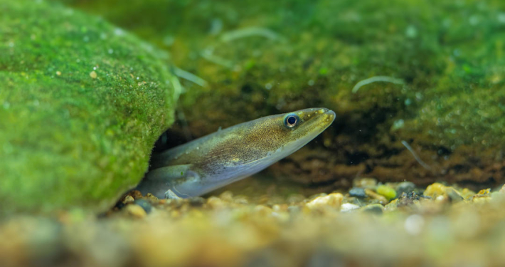 Reclaman proteger las anguilas tanto como el lince