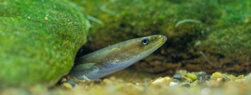 Reclaman proteger las anguilas tanto como el lince