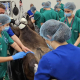 El prestigioso cirujano equino Miguel Valdés ha realizado varias operaciones complejas en el Hospital Veterinario de la UCAM