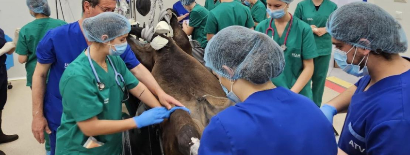 El prestigioso cirujano equino Miguel Valdés ha realizado varias operaciones complejas en el Hospital Veterinario de la UCAM
